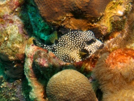 Smooth Trunkfish IMG 5420